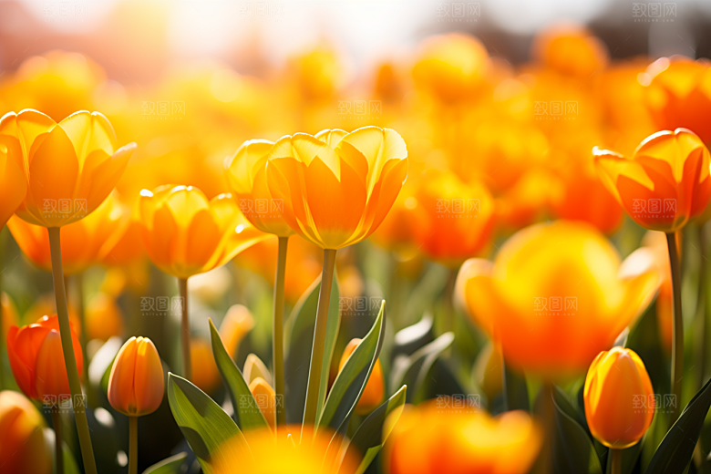 郁金香花朵阳光摄影图