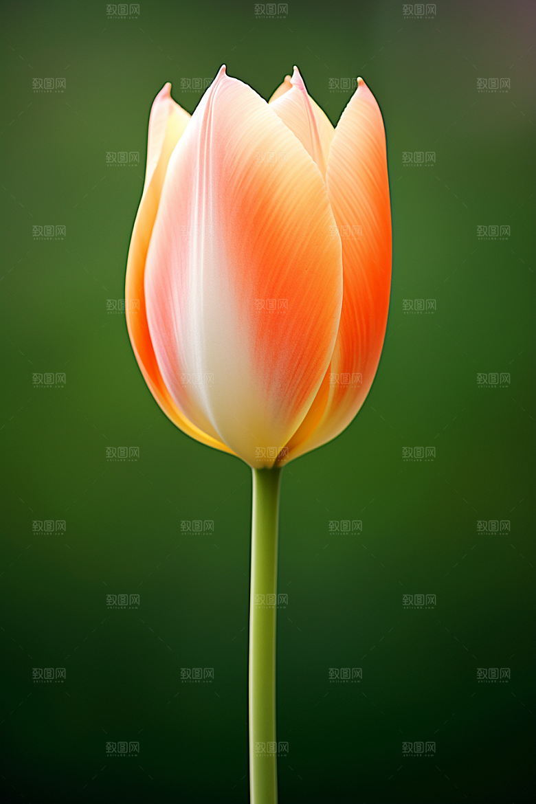 郁金香花朵彩色摄影图