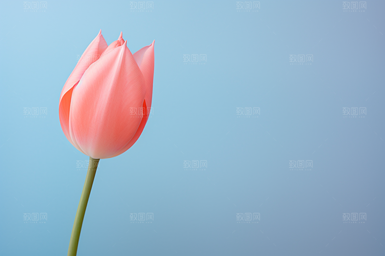 郁金香花朵明媚摄影图