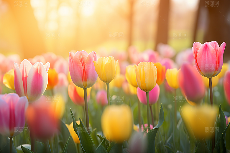 郁金香花朵缤纷摄影图