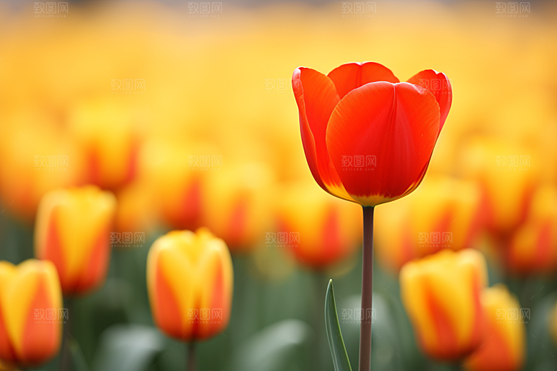 郁金香花朵鲜艳摄影图
