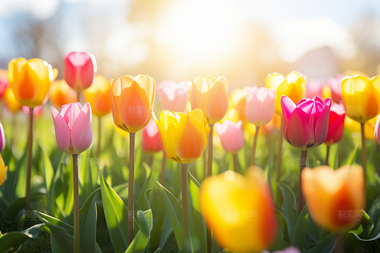 郁金香花朵缤纷摄影图