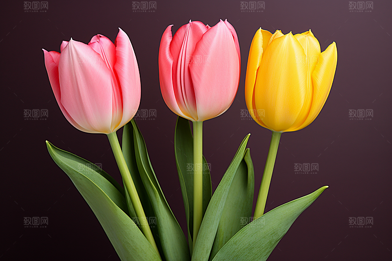 郁金香花朵明媚摄影图