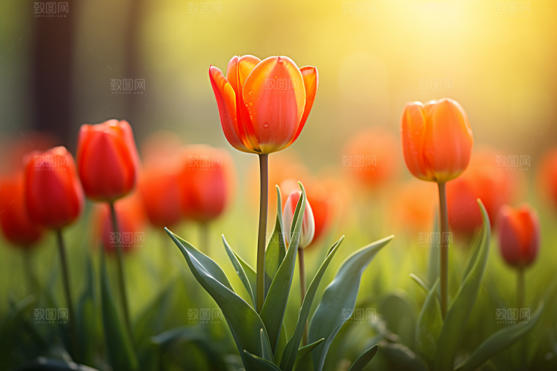 郁金香花朵彩色摄影图