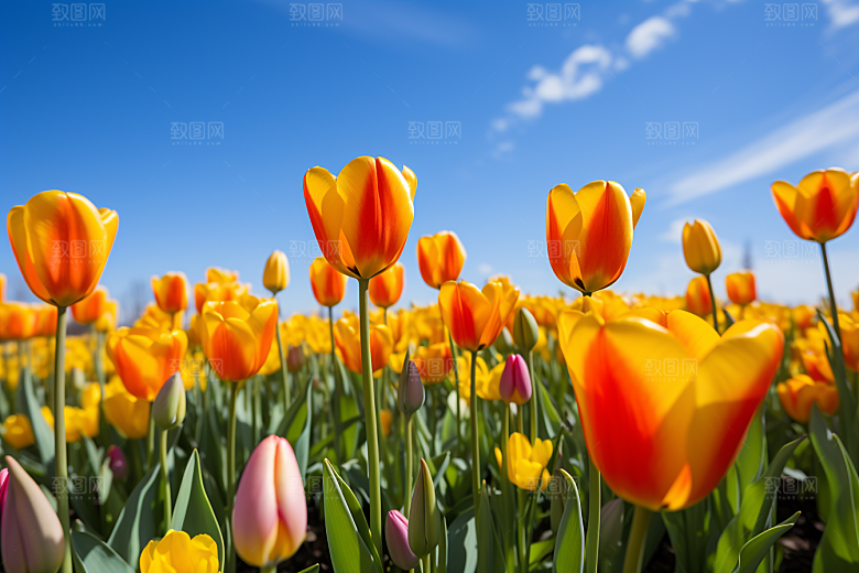 郁金香花朵鲜艳摄影图
