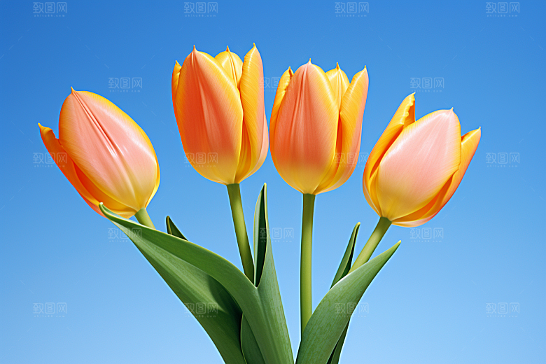 郁金香花朵花卉摄影图