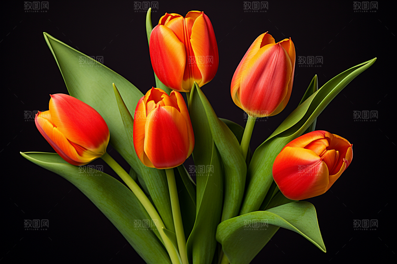 郁金香花朵缤纷摄影图