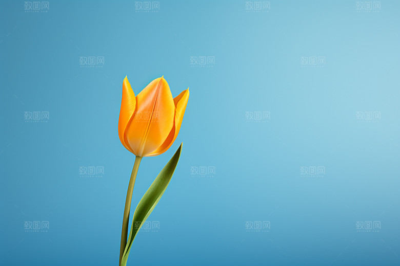 郁金香阳光花朵摄影图