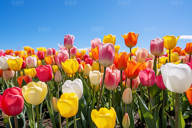 郁金香灿烂花朵摄影图