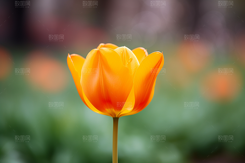 郁金香明媚花卉摄影图