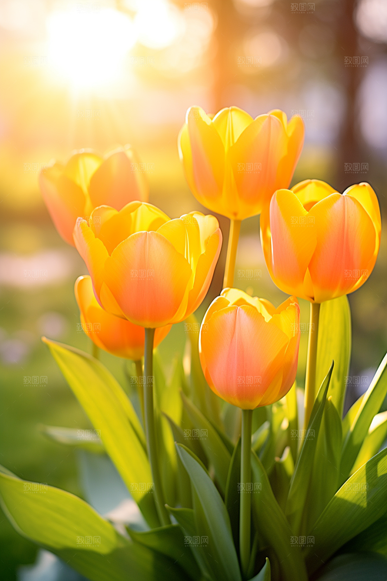 郁金香花卉高清摄影图