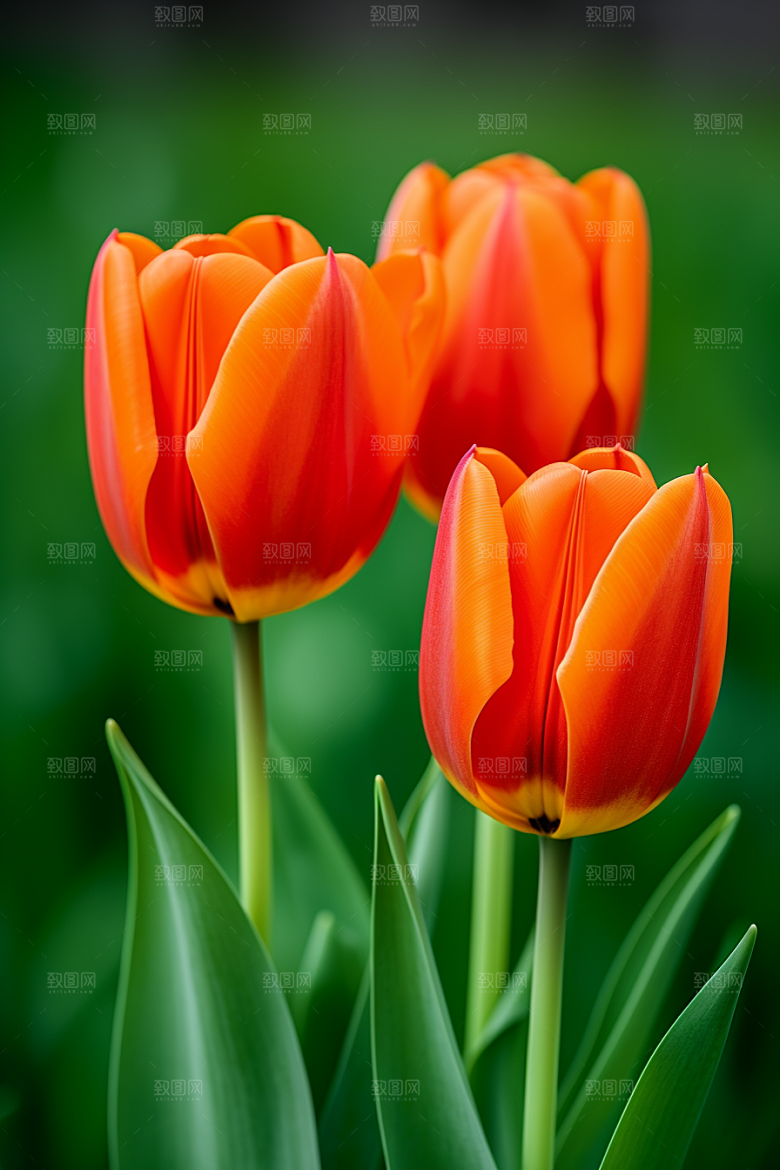 郁金香花朵彩色摄影图