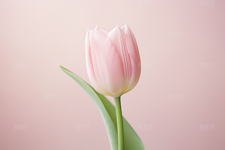 郁金香花卉花朵摄影图