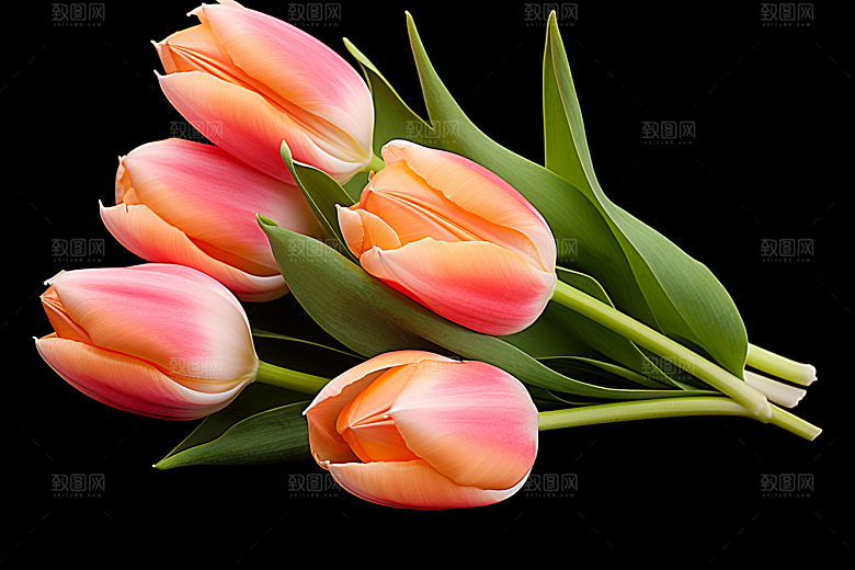 郁金香花朵花朵摄影图