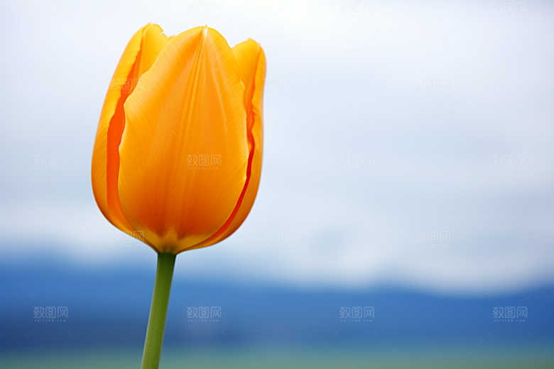 郁金香明媚花卉摄影图