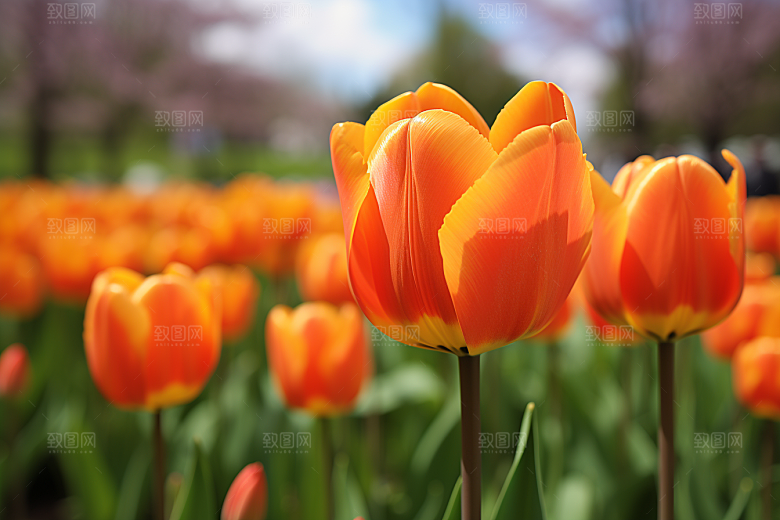 郁金香花朵花卉摄影图