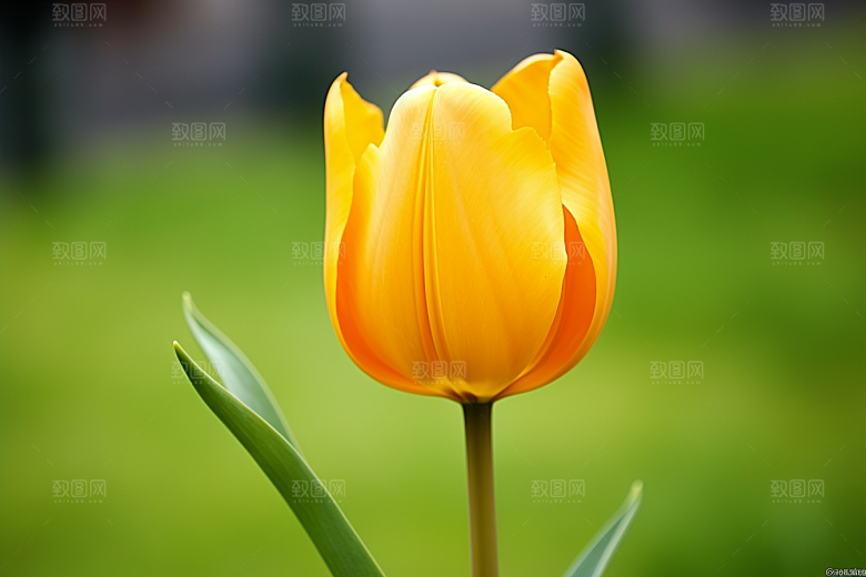 郁金香灿烂花朵摄影图