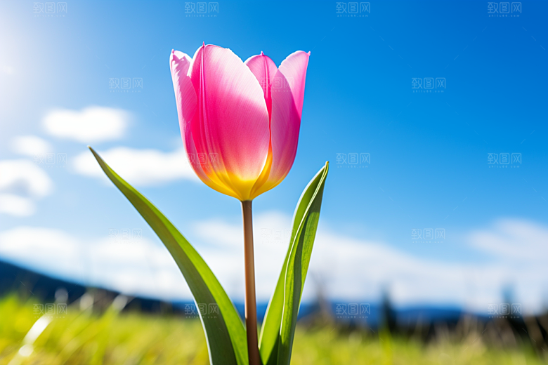 郁金香花朵鲜艳摄影图