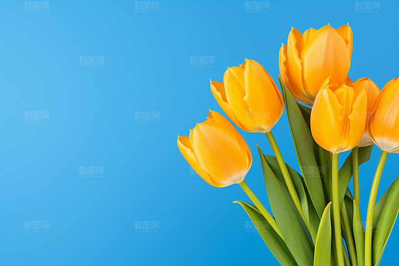 郁金香花朵鲜艳摄影图
