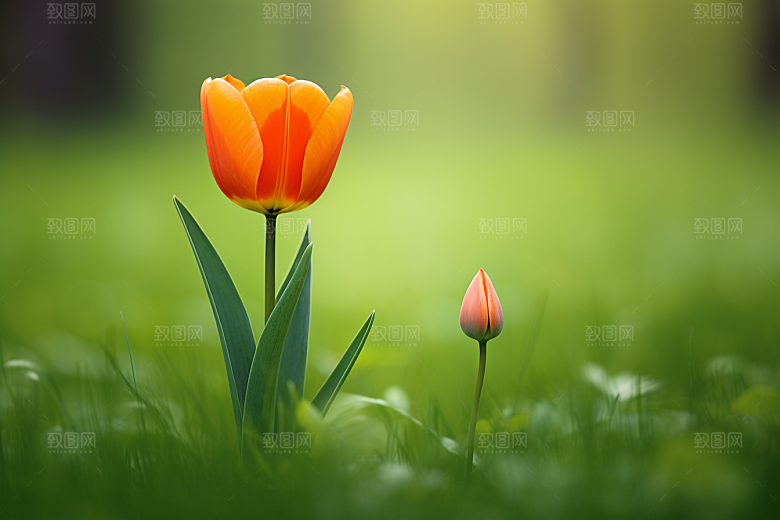 郁金香花卉自然摄影图