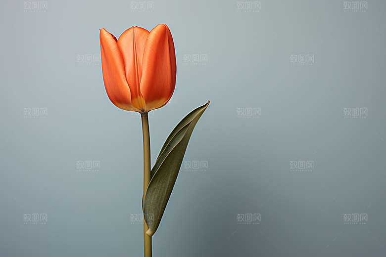 郁金香鲜艳花朵摄影图