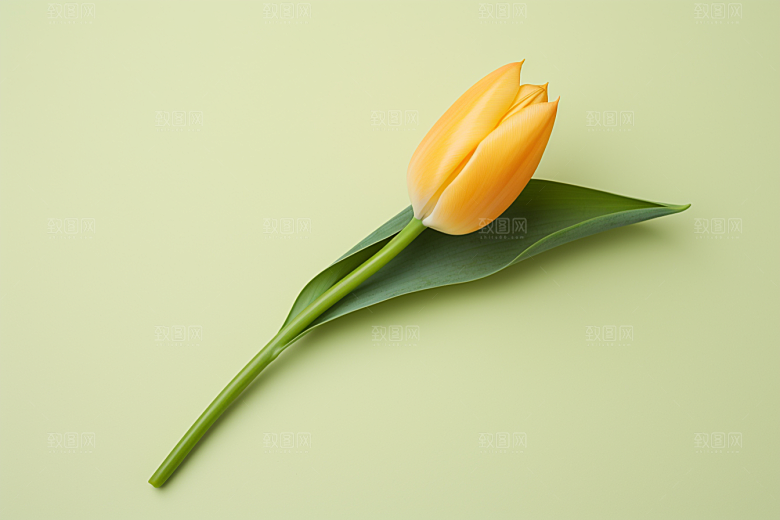 郁金香灿烂花朵摄影图