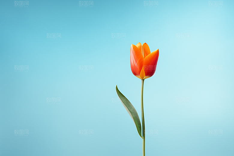 郁金香花卉明媚摄影图
