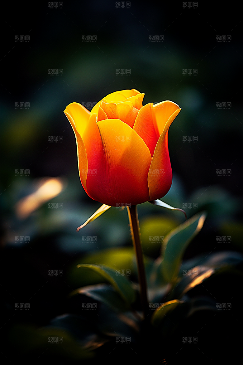 郁金香花卉鲜艳摄影图