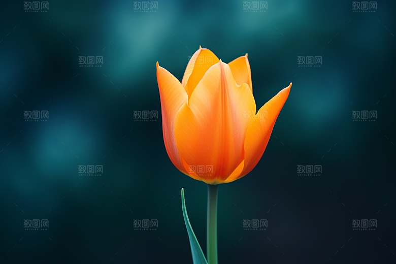 郁金香灿烂花卉摄影图
