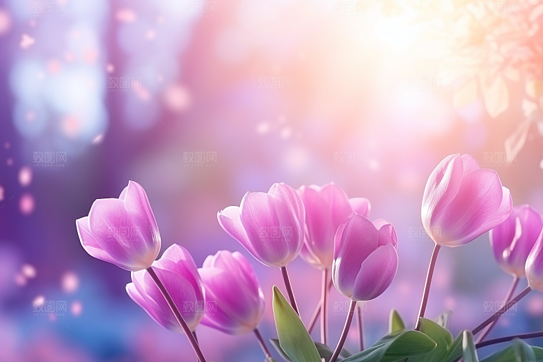 郁金香鲜艳花卉摄影图