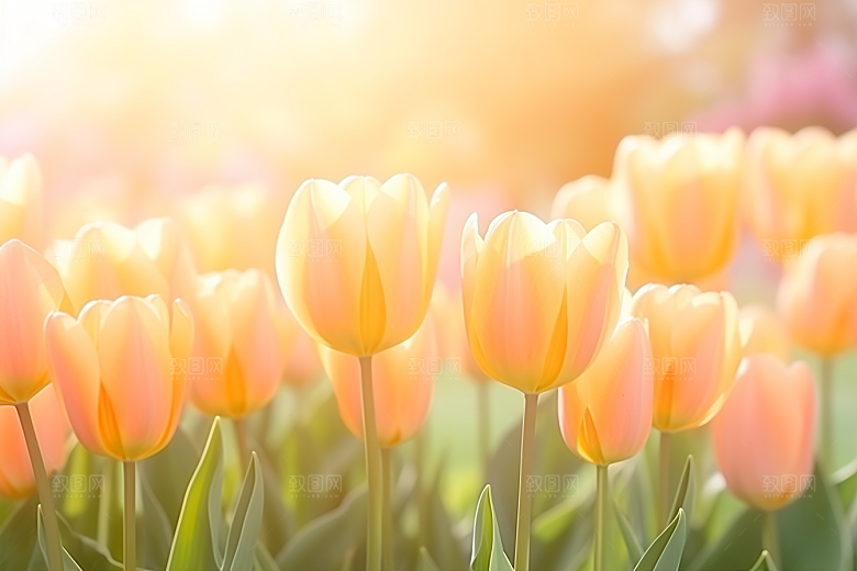 郁金香花朵花卉摄影图