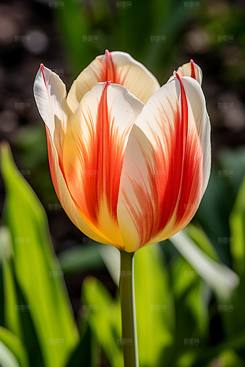 郁金香花朵灿烂摄影图
