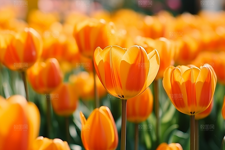郁金香花朵彩色摄影图