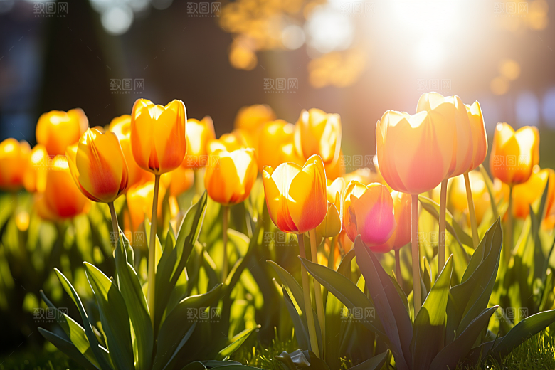 郁金香花朵阳光摄影图