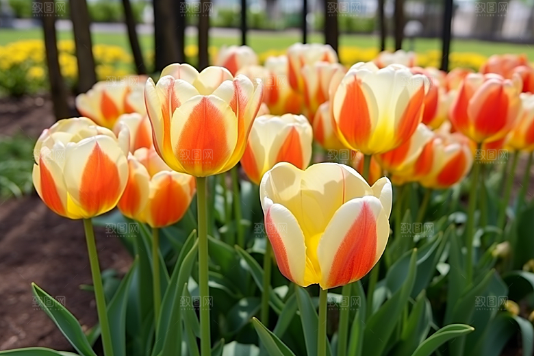 郁金香花朵高清摄影图