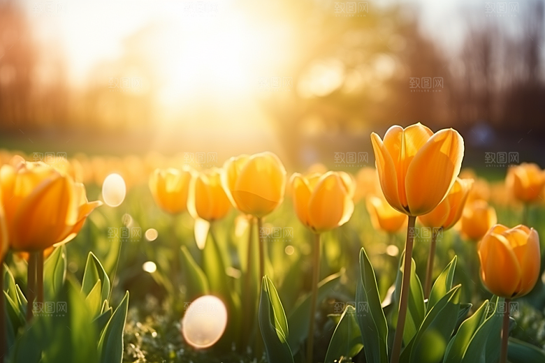郁金香花朵阳光摄影图