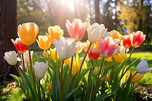 郁金香花朵明媚摄影图