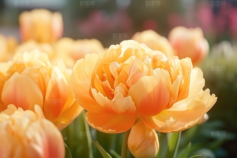郁金香花卉缤纷摄影图