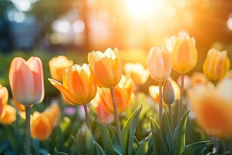 郁金香花卉自然摄影图
