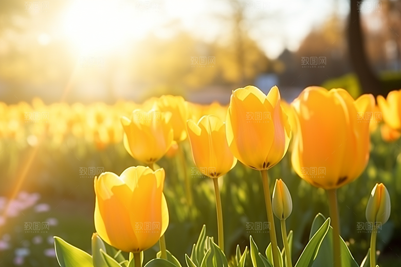 郁金香鲜艳花朵摄影图
