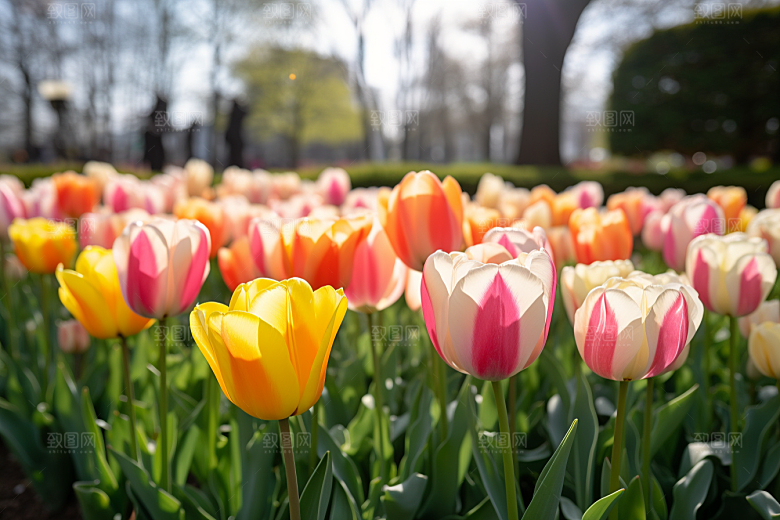 郁金香花卉鲜艳摄影图