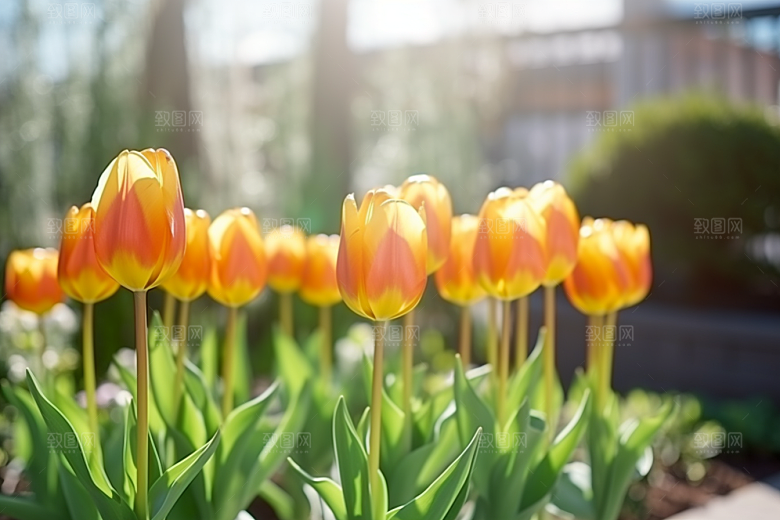 郁金香灿烂花朵摄影图