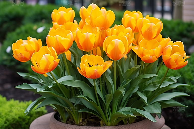 郁金香花卉自然摄影图