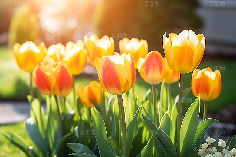郁金香高清植物摄影图
