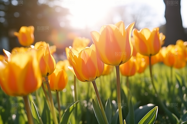 郁金香花朵高清摄影图
