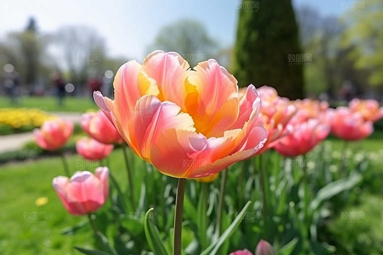 郁金香明媚花卉摄影图