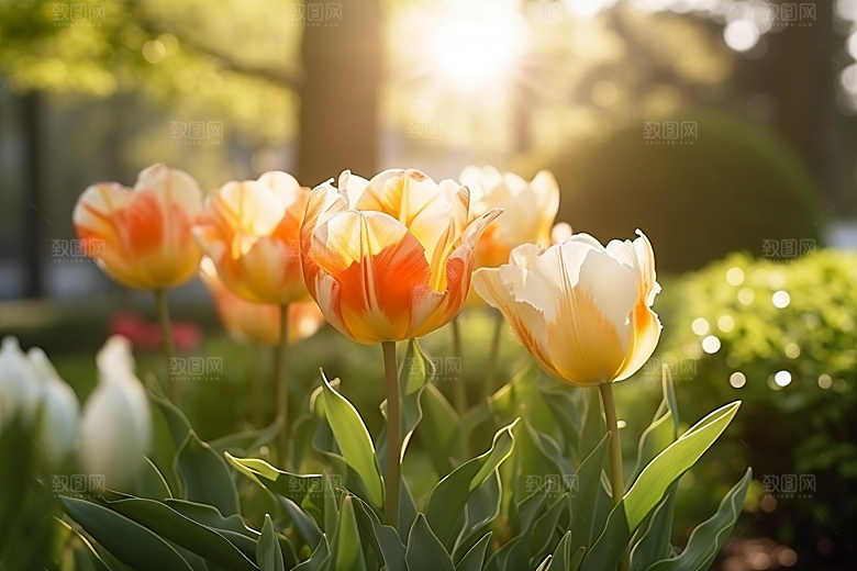 郁金香花朵彩色摄影图