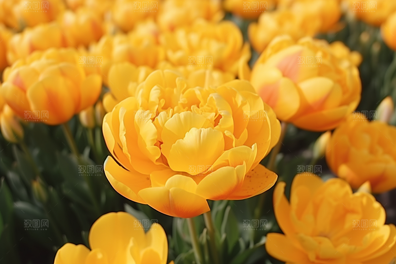 郁金香花朵高清摄影图