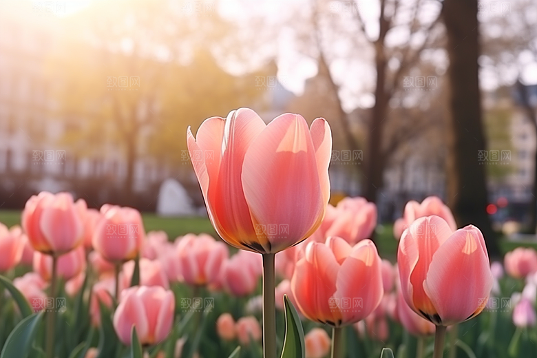 郁金香花卉缤纷摄影图