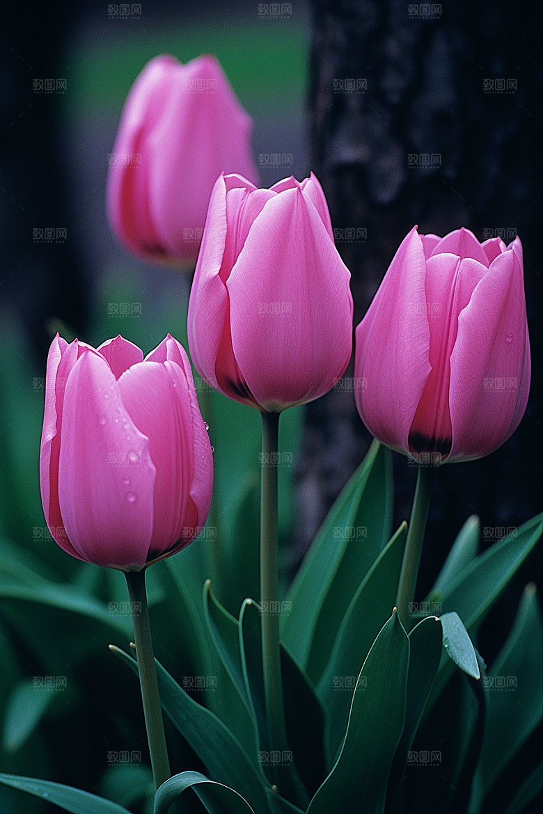 郁金香花朵明媚摄影图